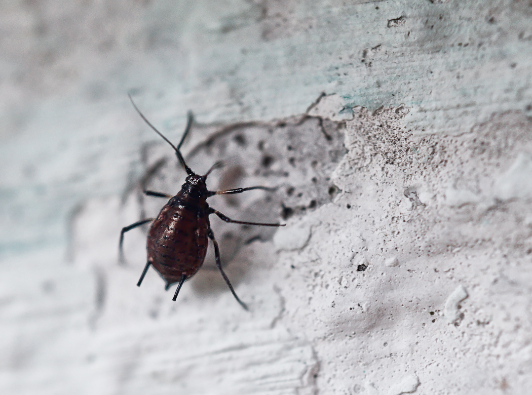 Aphididae sp..jpg