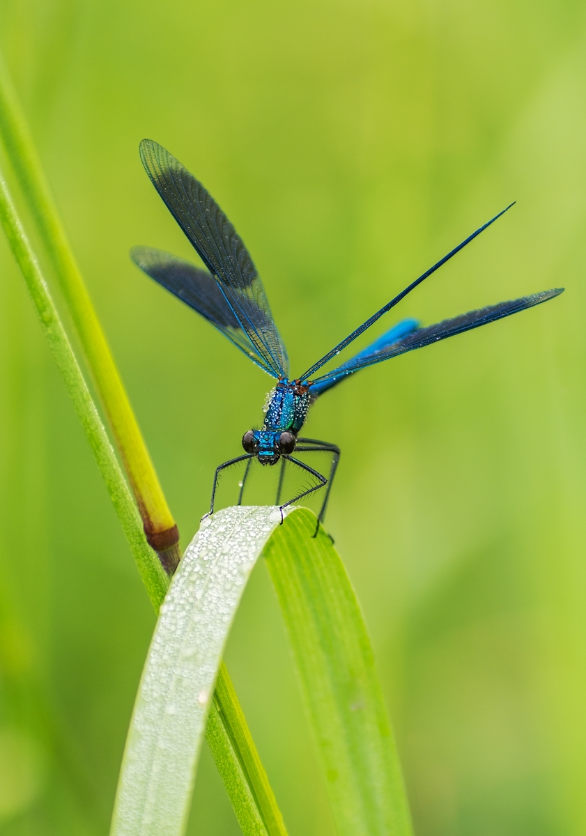 blau und grün01.jpg