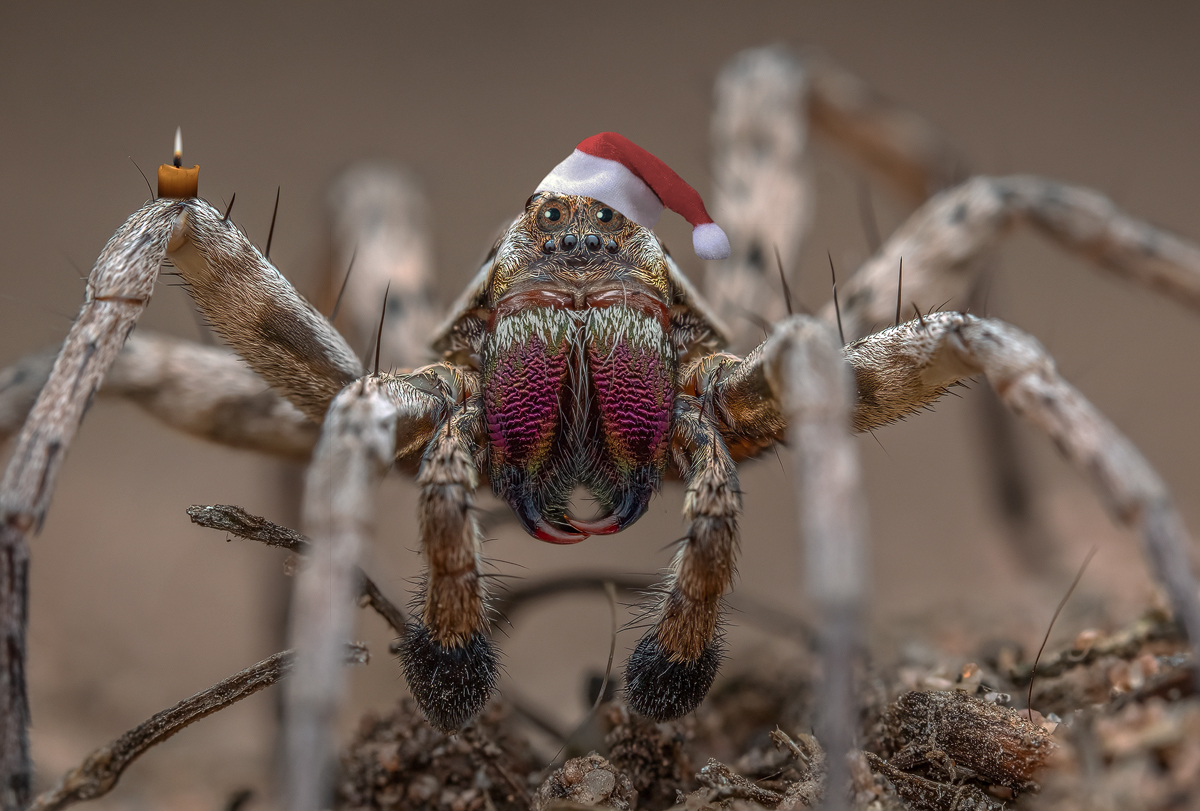 Weihnachtsspinne-Kopie.jpg