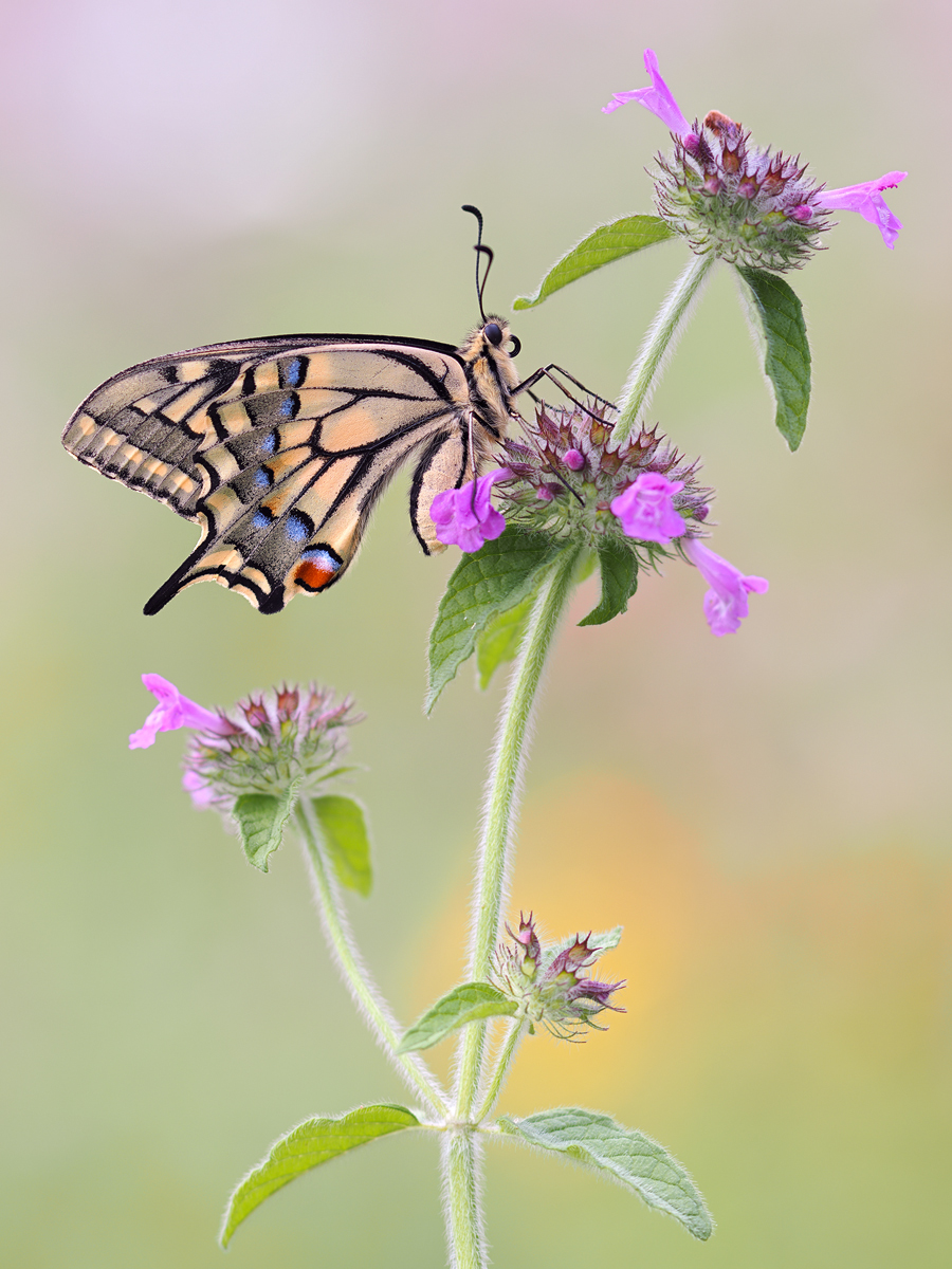 Papilio-machaon-OGG70043---Kopie.jpg