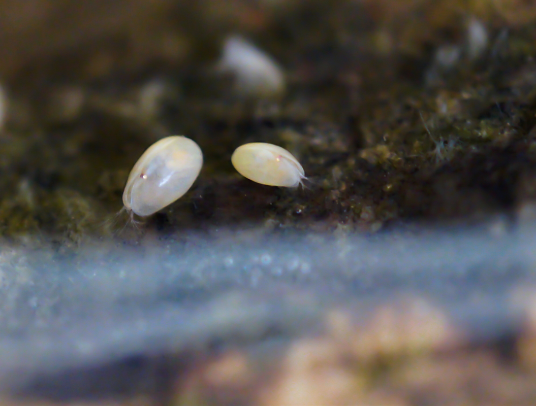 Muschelkrebse.jpg