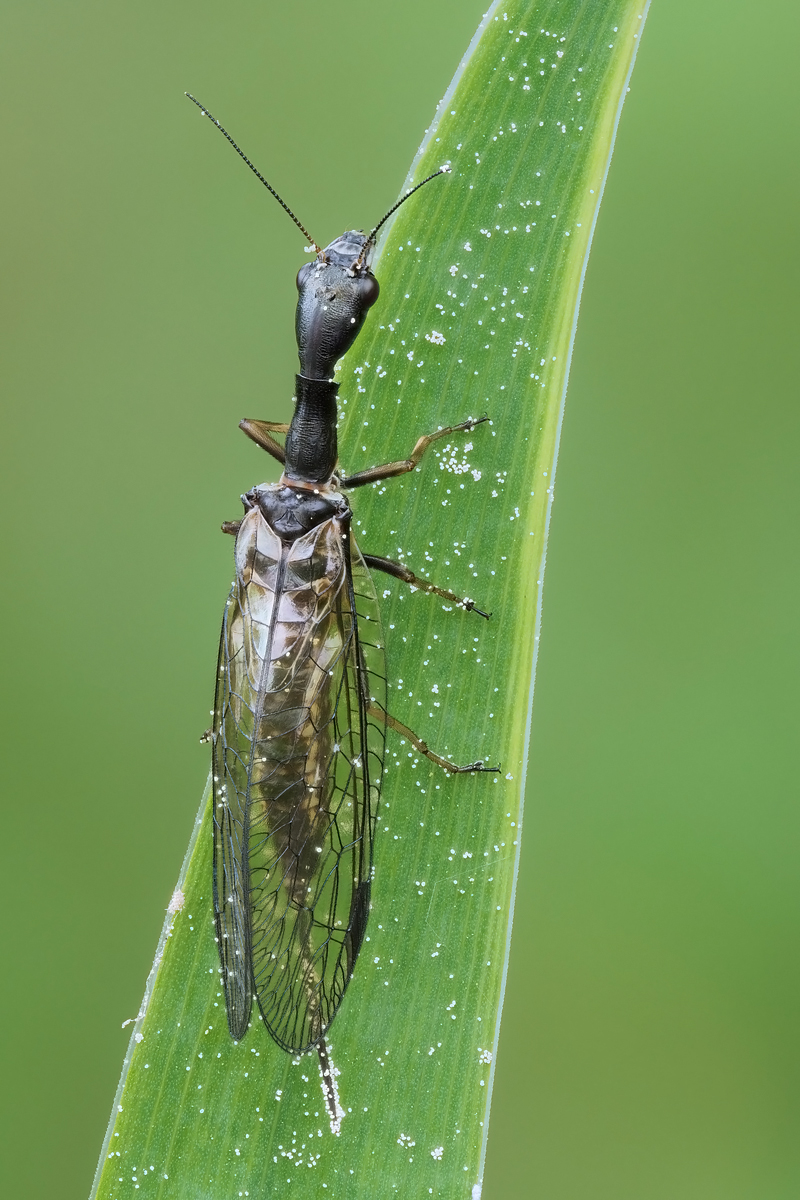 fliege-stack-139410-90.jpg