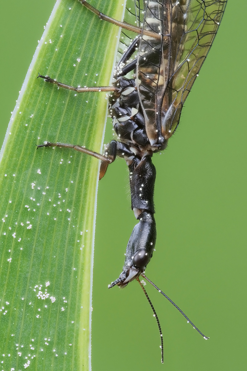 fliege-stack-150456-544.jpg