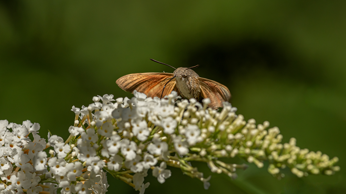 Taubenschwänzchen 49 2022.jpg