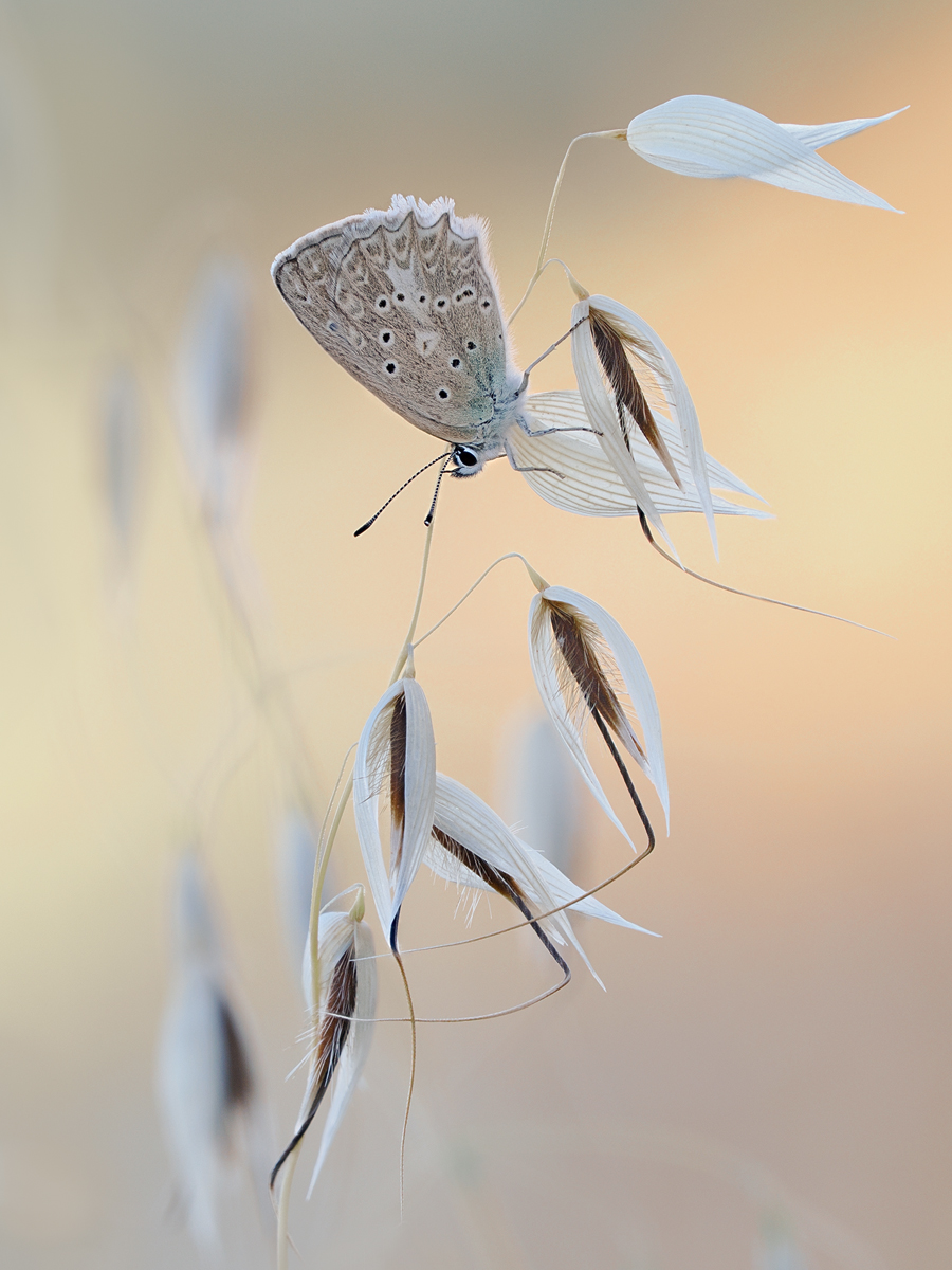 Polyommatus-daphnis1-zom019094_8---Kopie.jpg