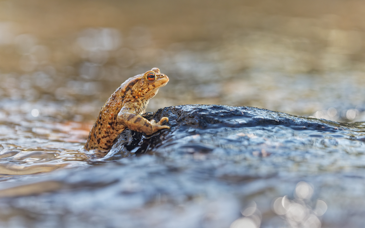 WEBU1140_4.0_1.40_1250_Bufo_KE.jpg