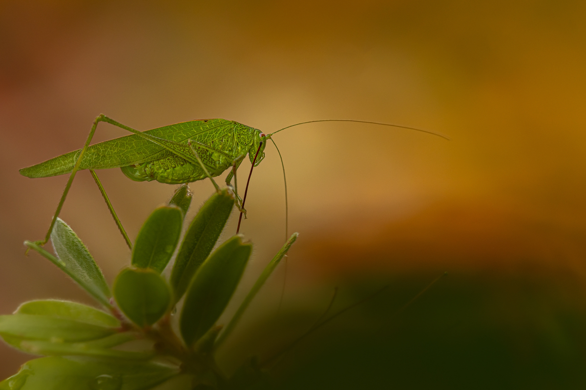 Gemeine Sichelschrecke Phaneroptera falcata 9 2022.jpg