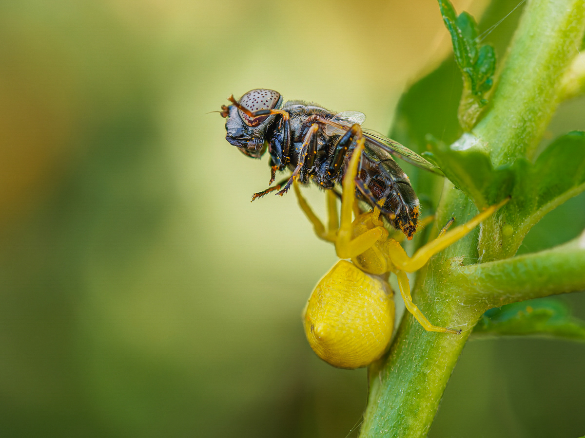 Gehöckerte Krabbenspinne (Thomisus onustus) schwarze Augenfleck-Schwebfliege (Eristalinus sepulchralis)-5.jpg