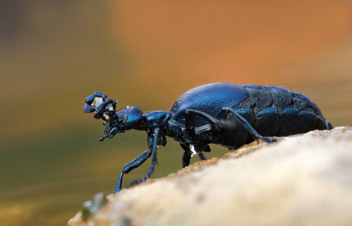 M0A4054NP1.jpg