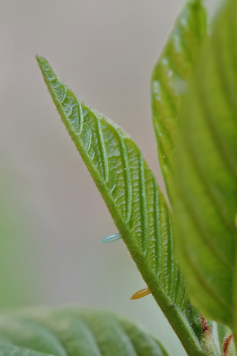 IMG_0903_rs.JPG