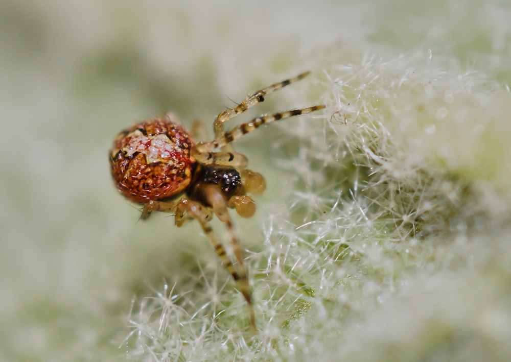 Theridion melanurum sp. 2.jpg