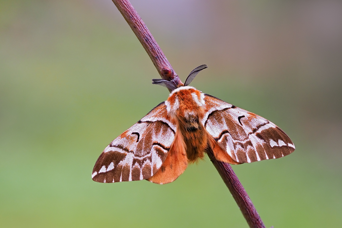 Endromis-versicolora-zoog37783_5---Kopie.jpg