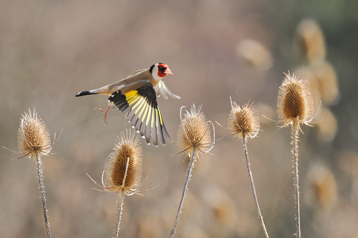 Carduelis-OM014617---Kopie.jpg