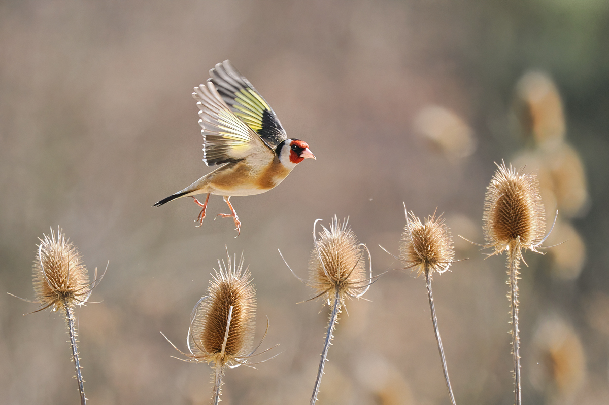 Carduelis-OM014618---Kopie.jpg