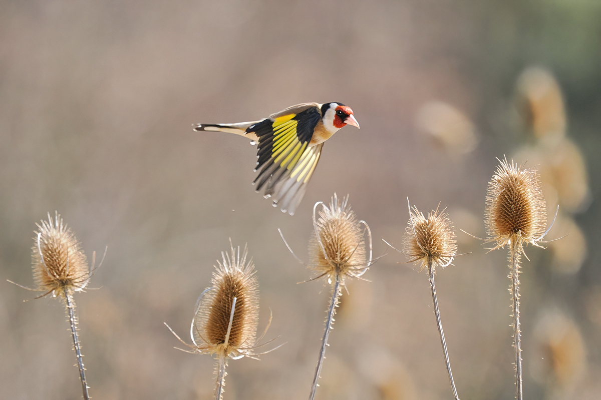 Carduelis-OM014621---Kopie.jpg
