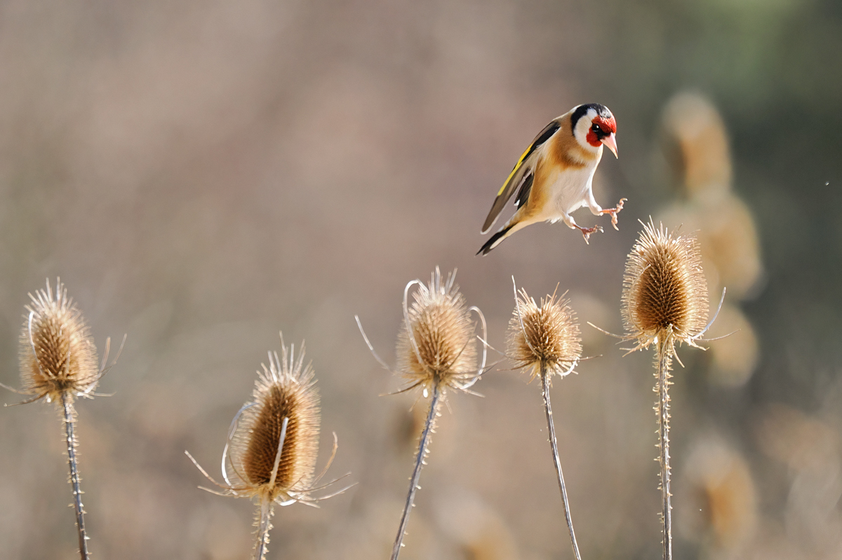 Carduelis-OM014629---Kopie.jpg