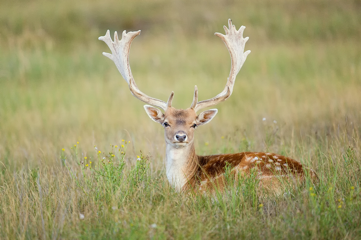 DSC_1564vkcs++++.jpg
