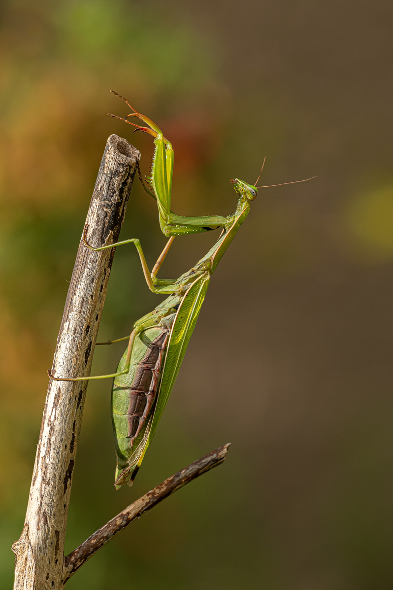 Gottesanbeterin Mantis religiosa 42 2022.jpg