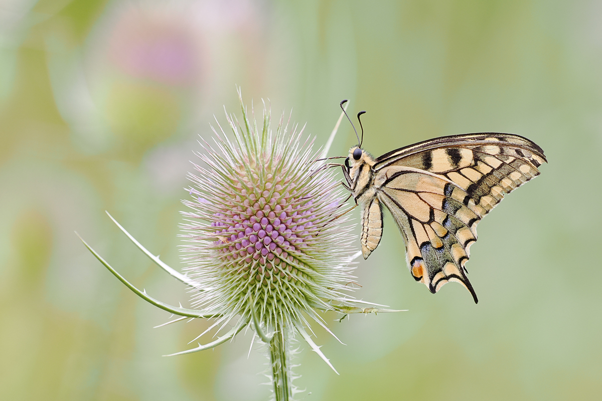 Papilio-machaon1-OM016217---Kopie.jpg