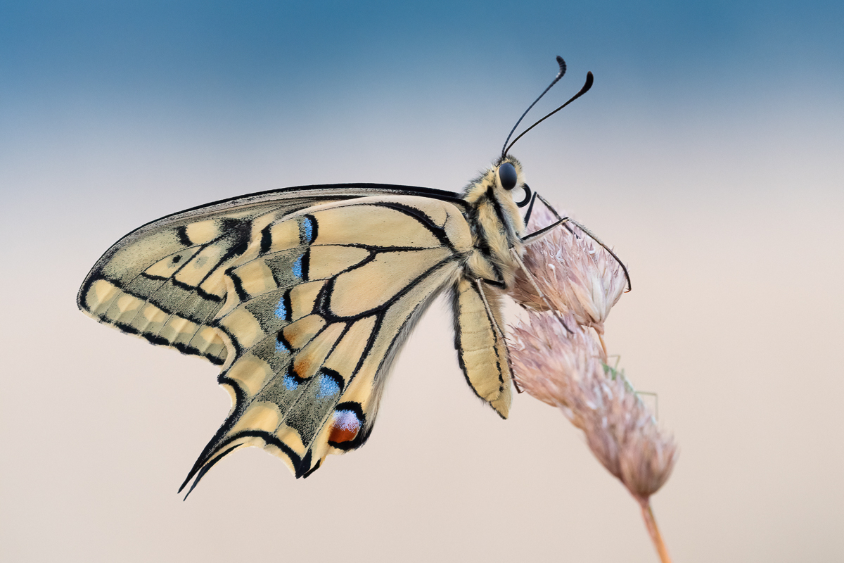 OOG53655-Bearbeitet-1200.jpg