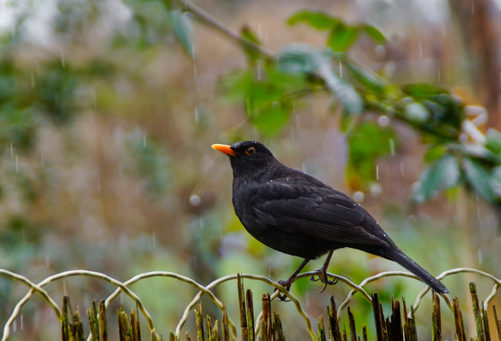 Amsel.jpg