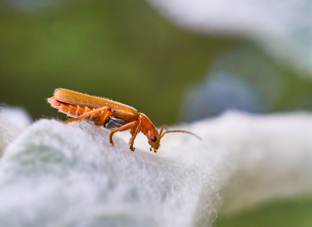 Cantaris sp..jpg