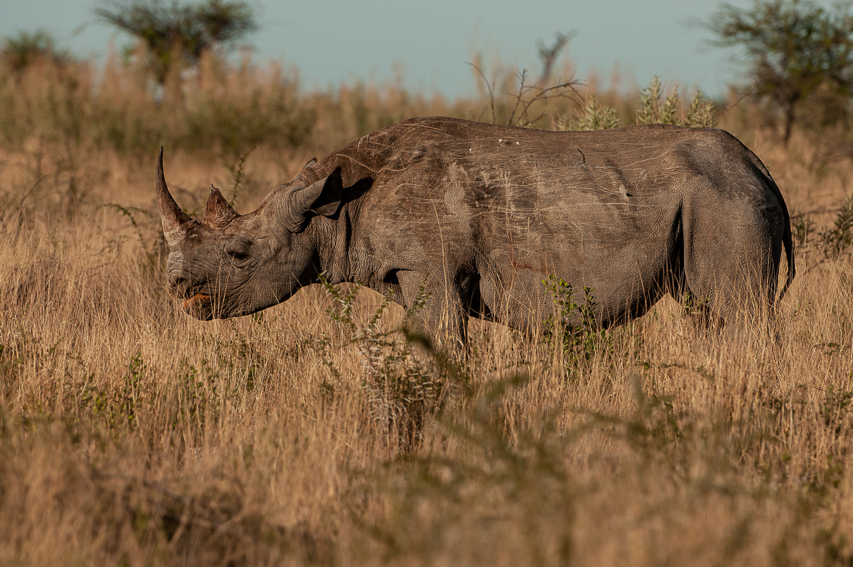 Nashorn-3353.jpg