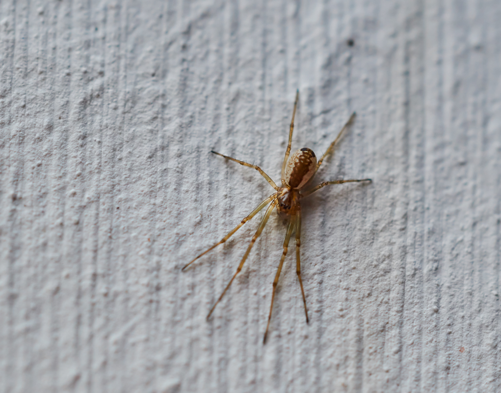 Spinne.jpg