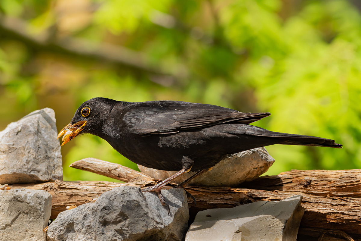 Amsel 1 2022.jpg