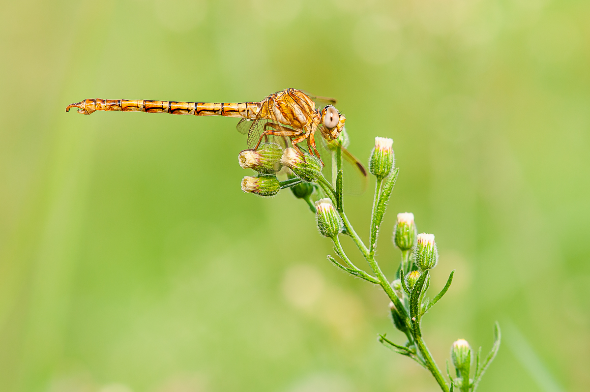 Libelle-2.jpg