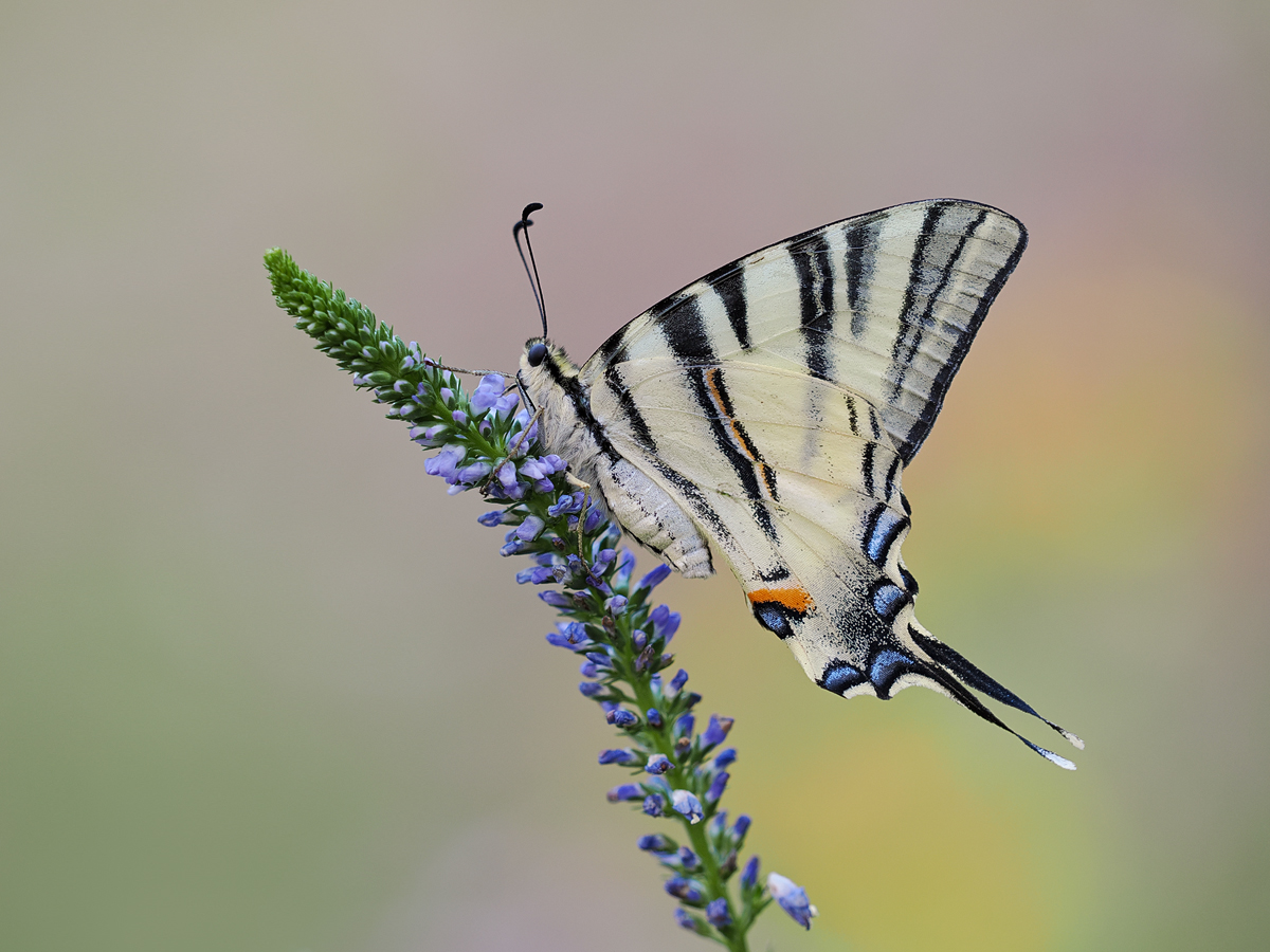 Iphiclides-podalirius-OM015624---Kopie.jpg