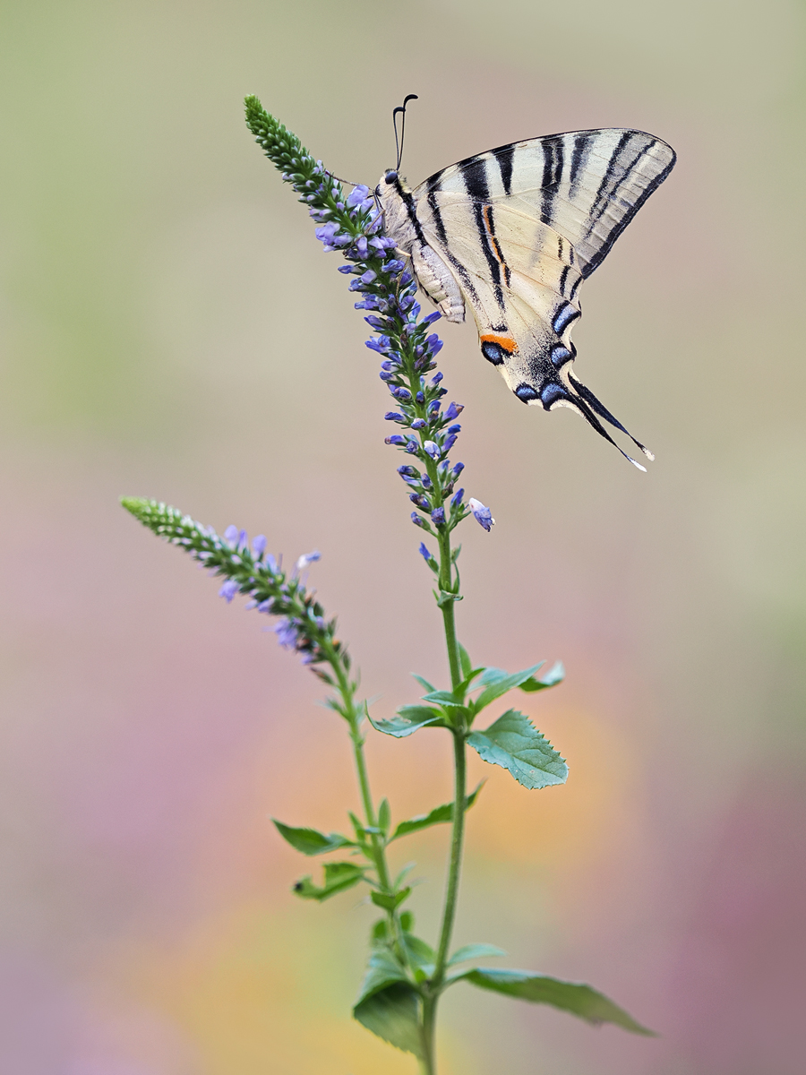 Iphiclides-podalirius-OM015561---Kopie.jpg