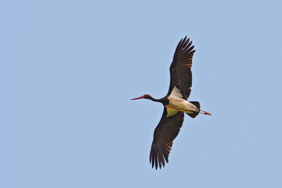 Ciconia-OM012991---Kopie.jpg