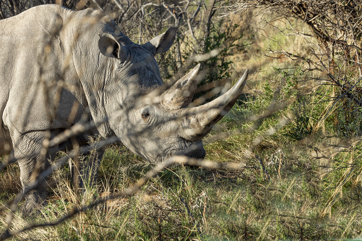 Breitmaulnashorn (Ceratotherium simum)_02RK8602.jpg