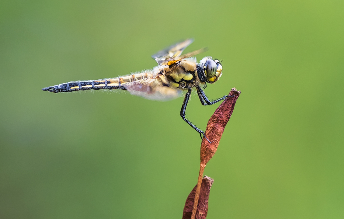 _MG_0410-Bearbeitet - Kopie.jpg