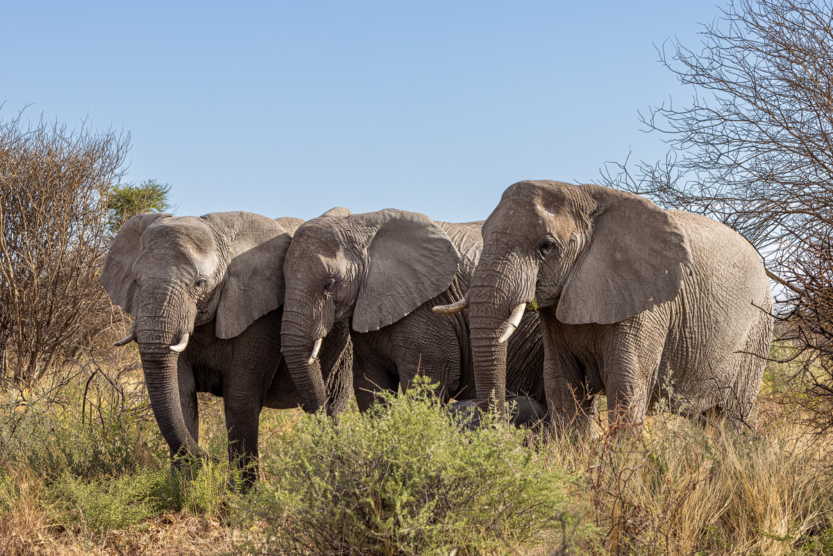 Afrikanischer Elefant (Loxodonta africana)_02RK8502.jpg