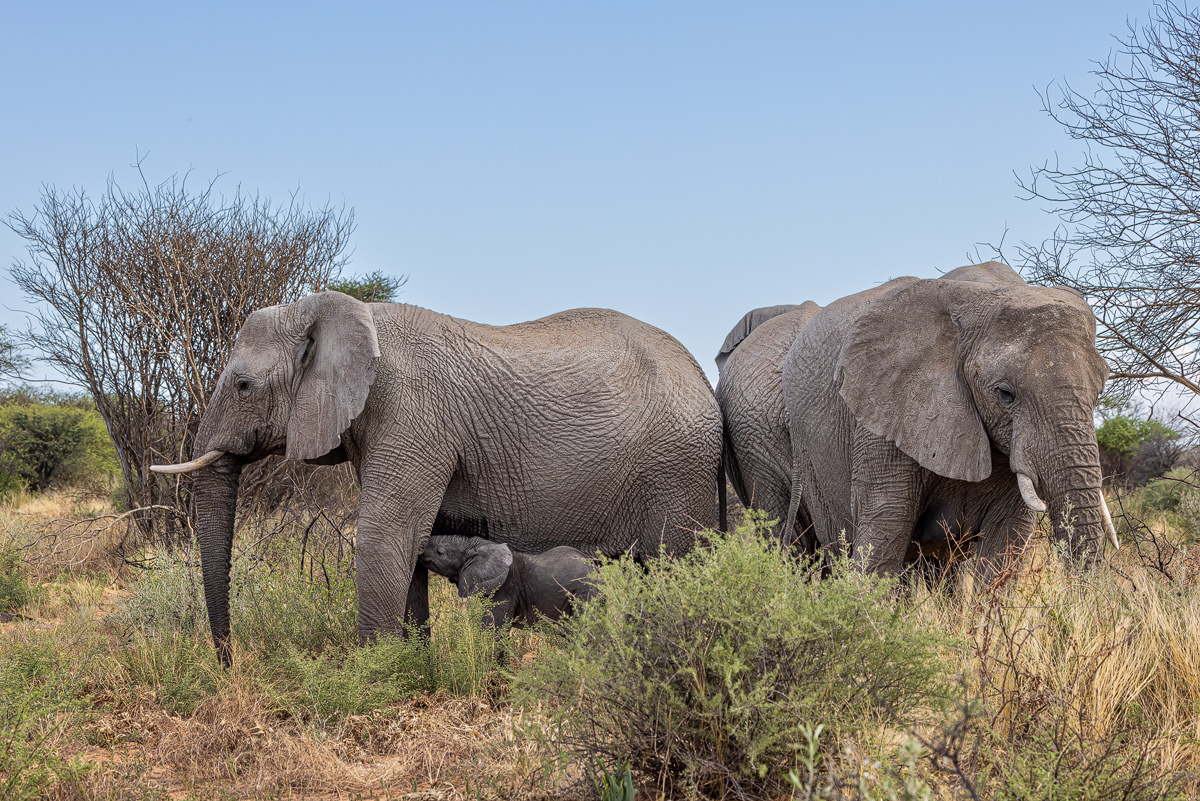 Afrikanischer Elefant (Loxodonta africana)_02RK8510.jpg