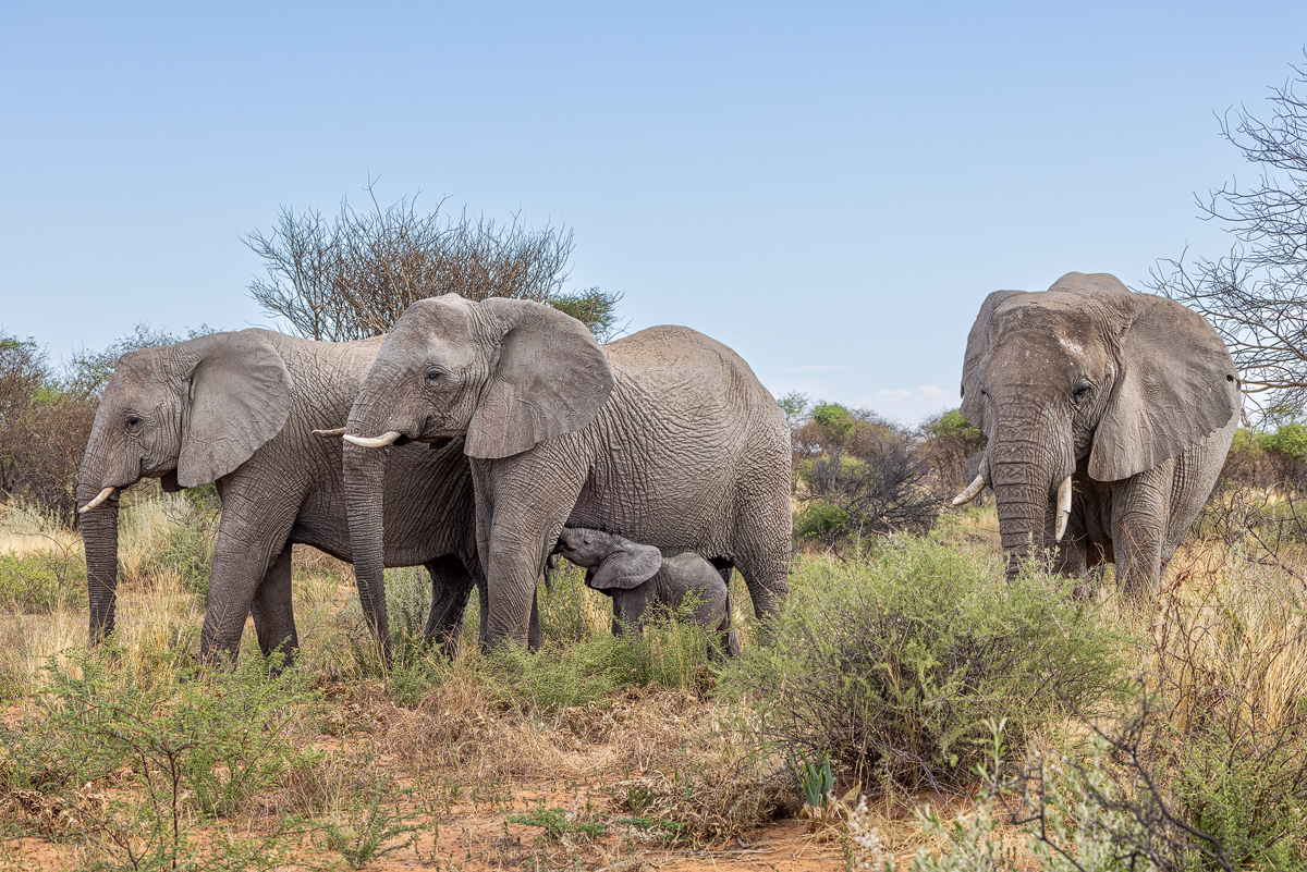 Afrikanischer Elefant (Loxodonta africana)_02RK8514.jpg
