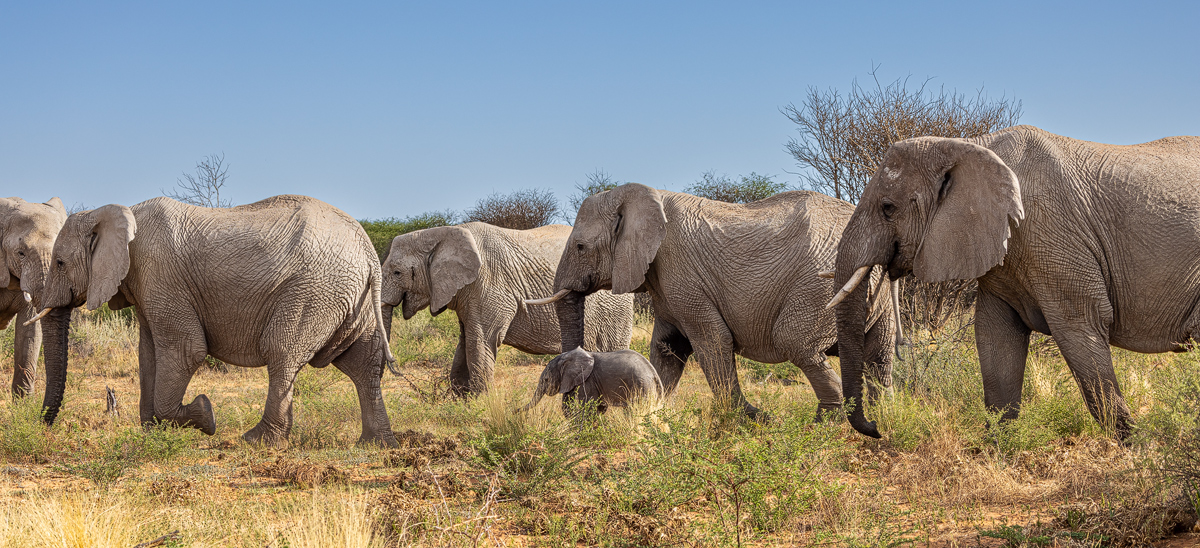 Afrikanischer Elefant (Loxodonta africana)_02RK8535.jpg