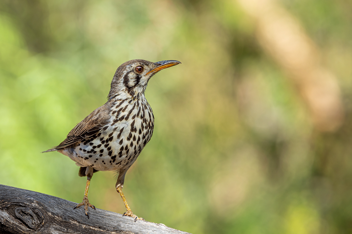 Akaziendrossel (Turdus litsitsirupa)_02RK8192.jpg