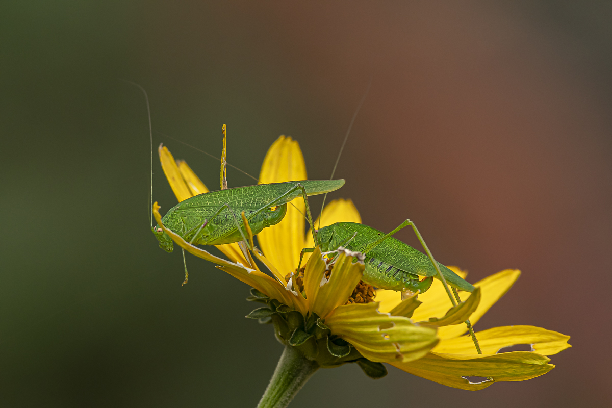 Gemeine Sichelschrecke Phaneroptera falcata 7 2022.jpg