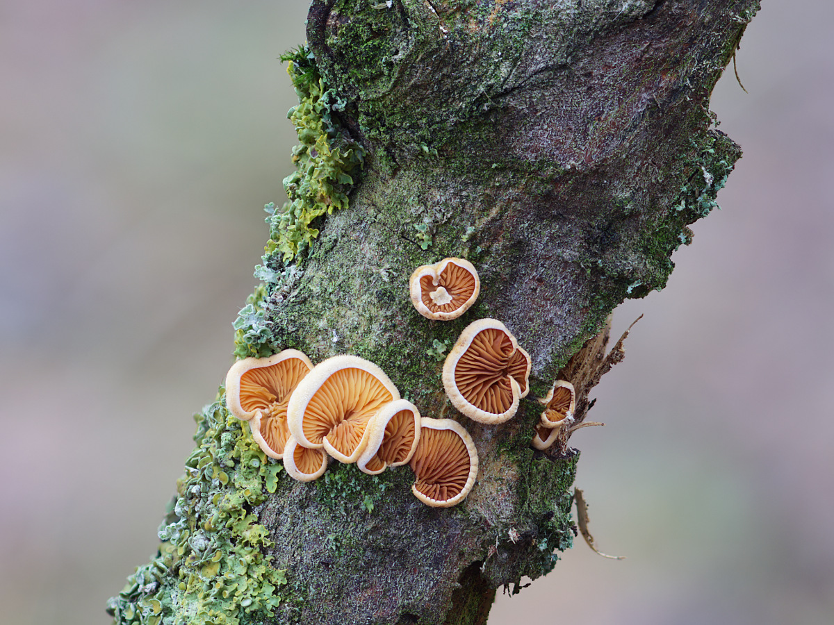 Pilz 077.jpg