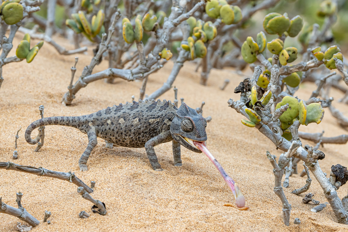 Namaqua-Chamäleon (Chamaeleo namaquensis)_03RK1128.jpg