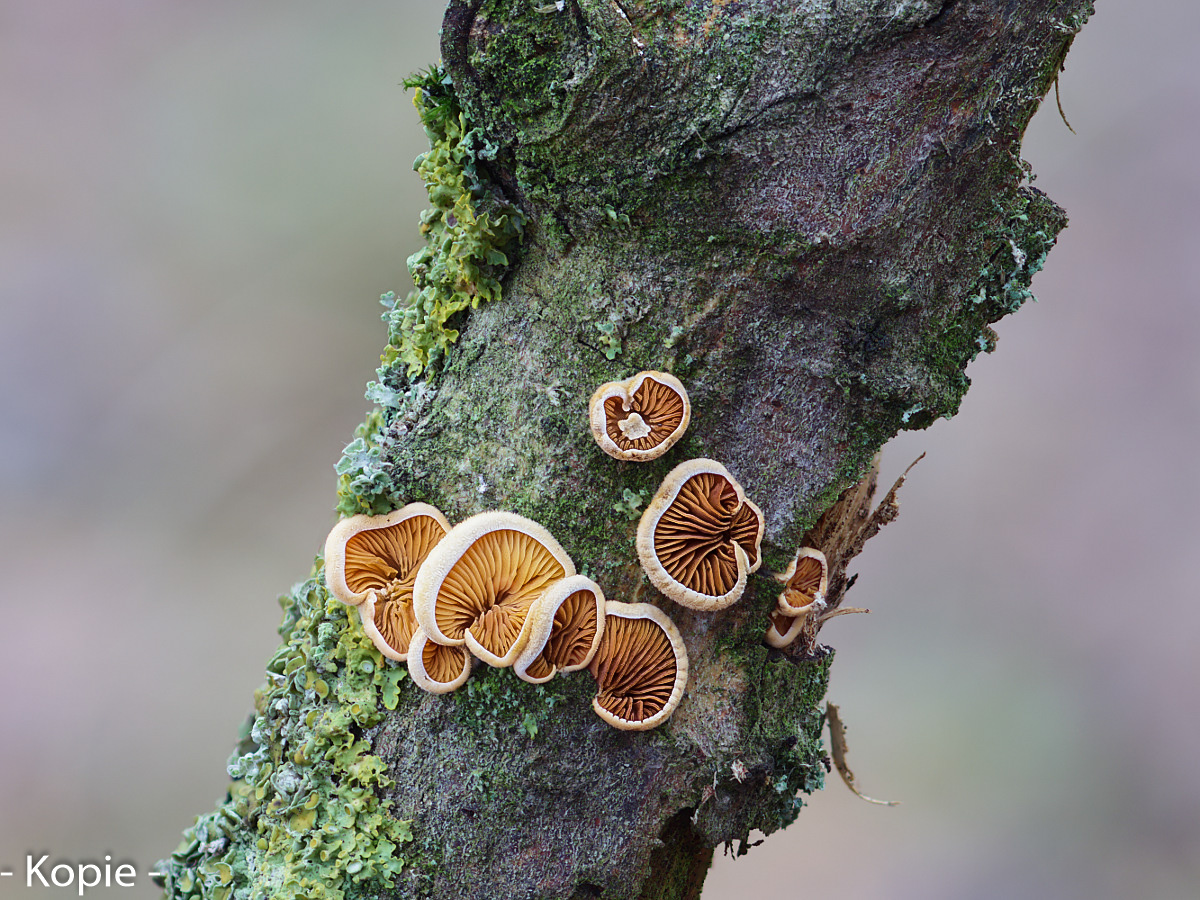 Pilz 077-2.jpg