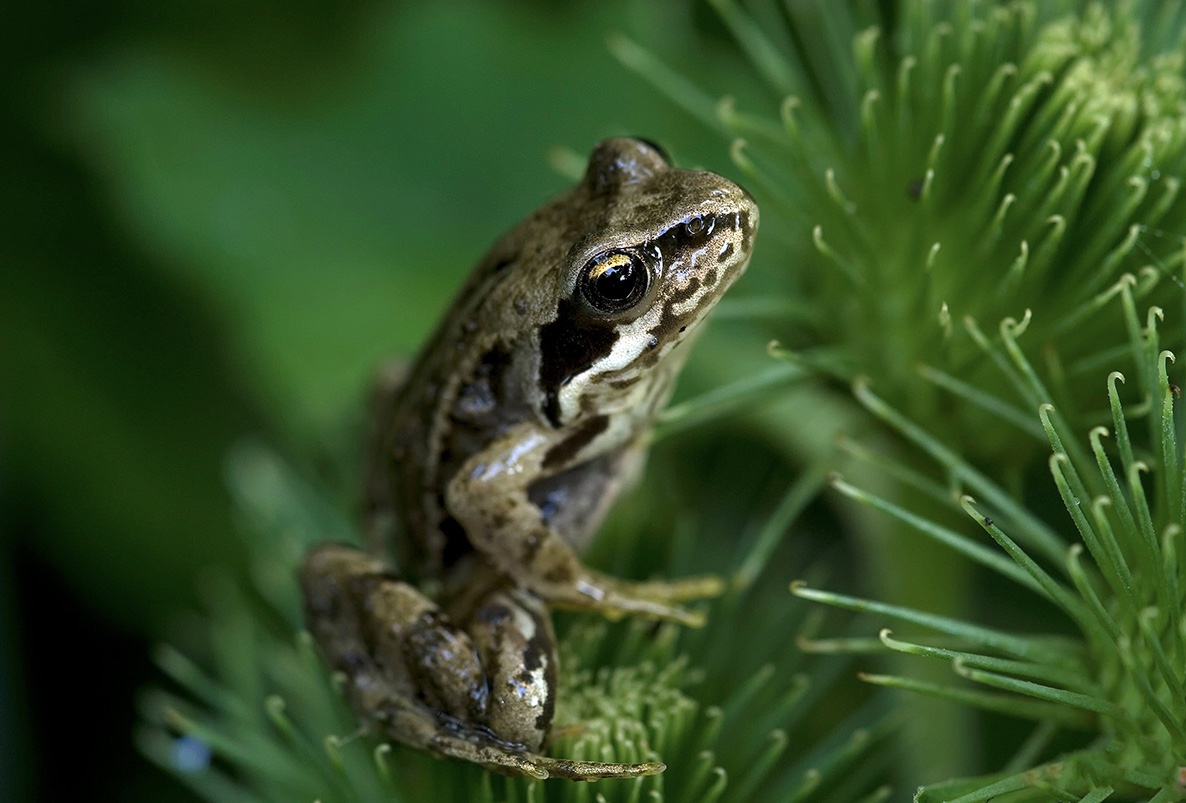 Frosch.jpg
