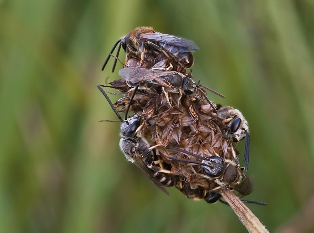 bienen1.jpg