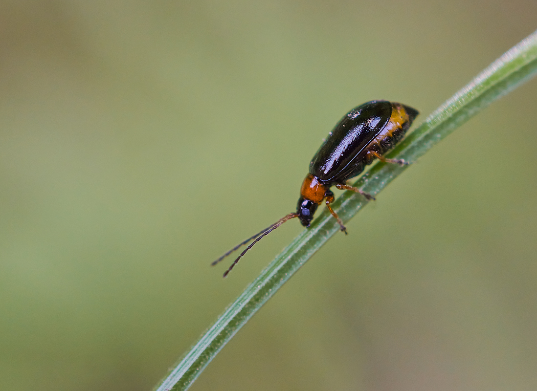 Luperus sp..jpg