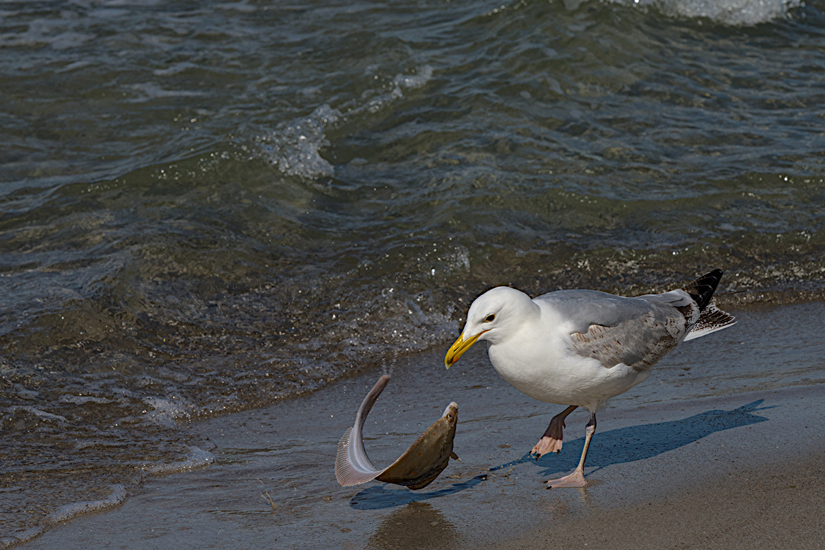 DSC_0867_Moeve_02.jpg