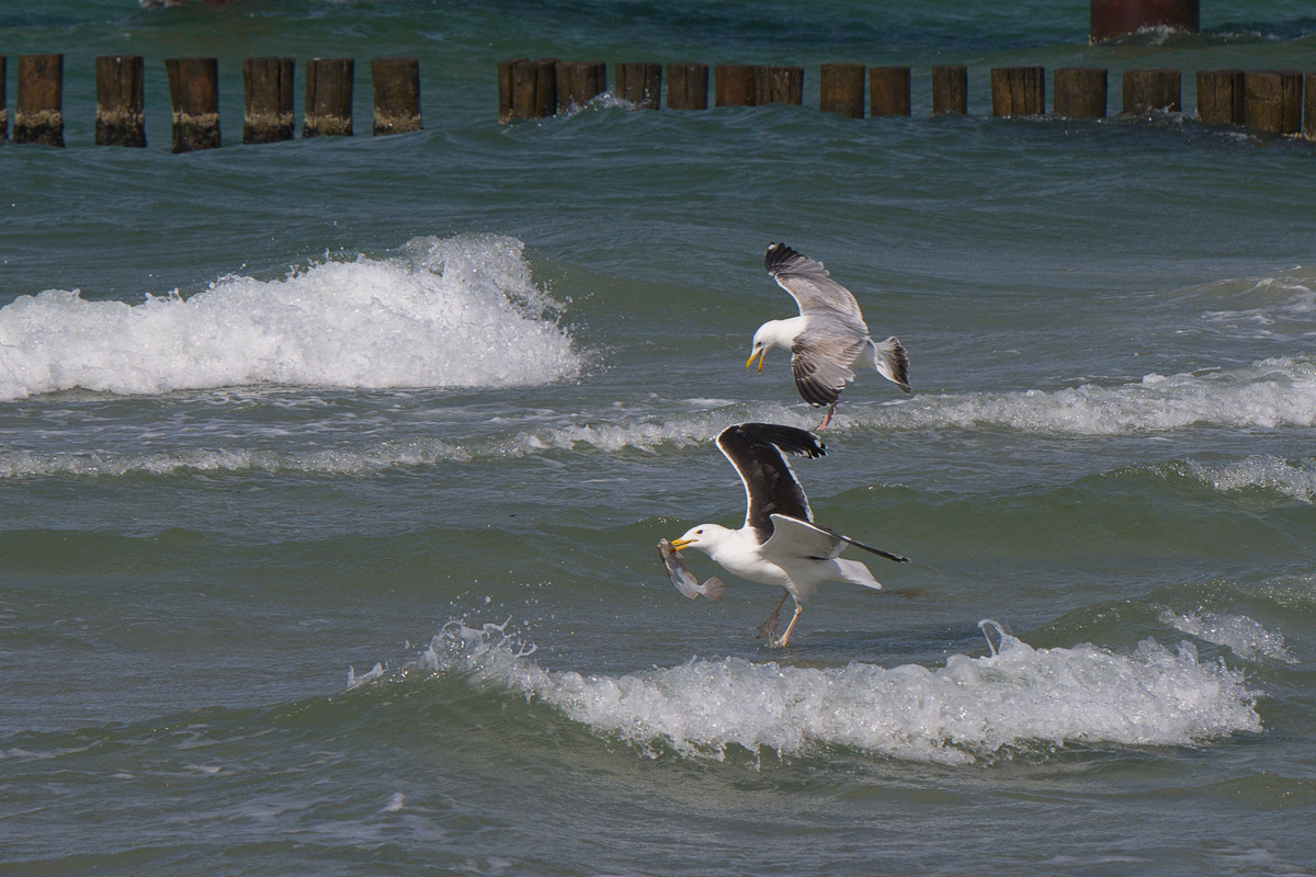 DSC_0898_Moeve_2_01.jpg
