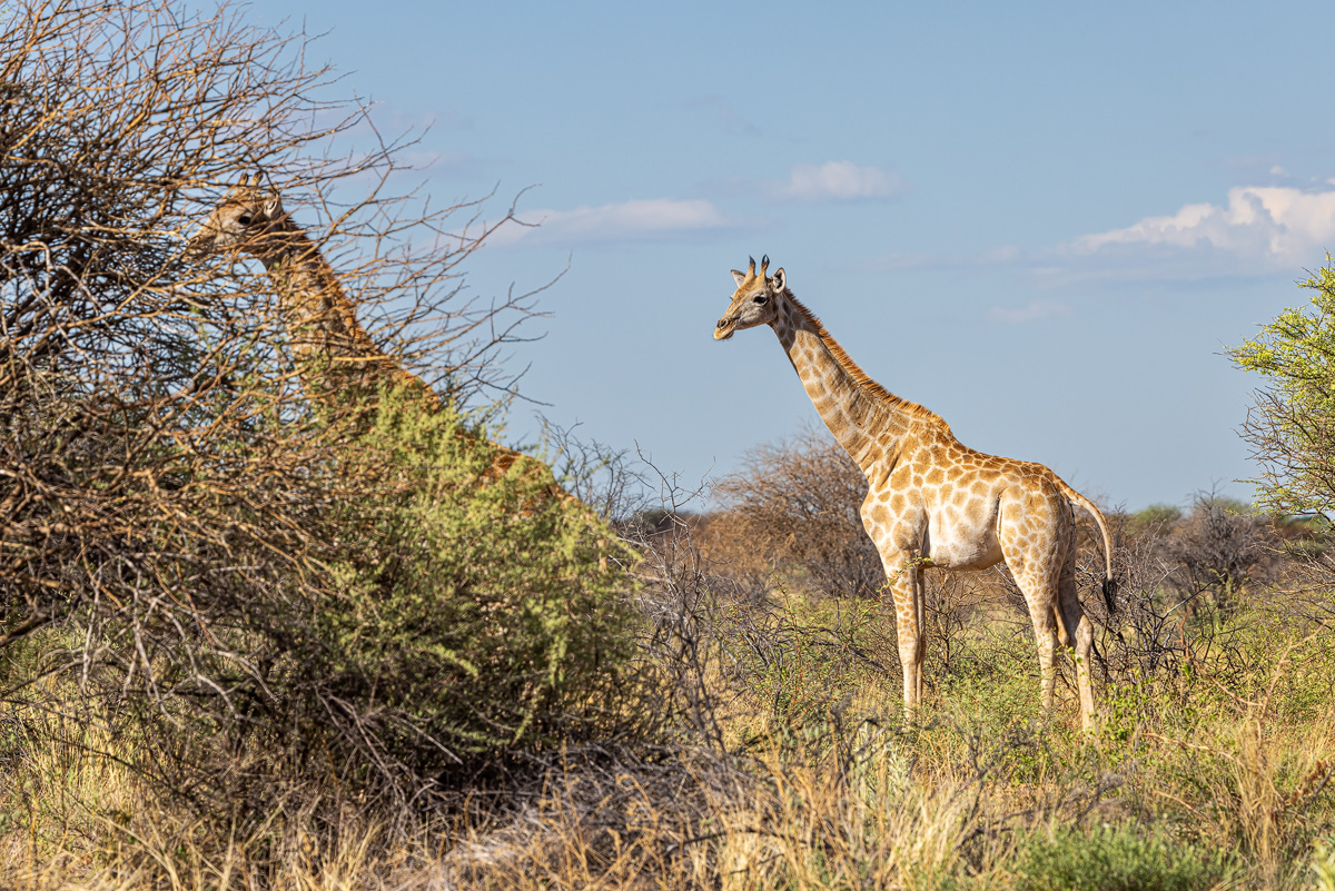 Kap-Giraffe (Giraffa giraffa giraffa)_02RK8491---Kopie.jpg